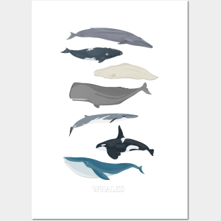 Whales Posters and Art